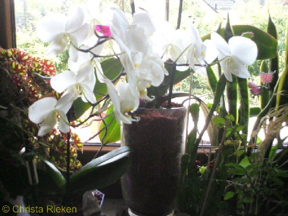 Orchidee (Kopie)